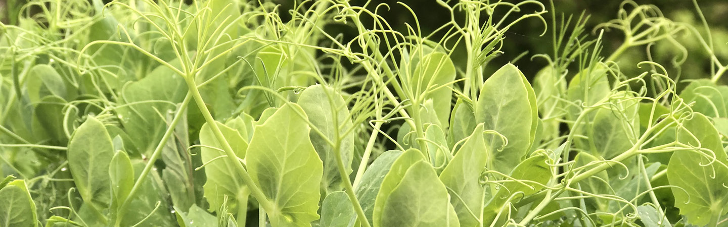 Produce at Fall City Farms