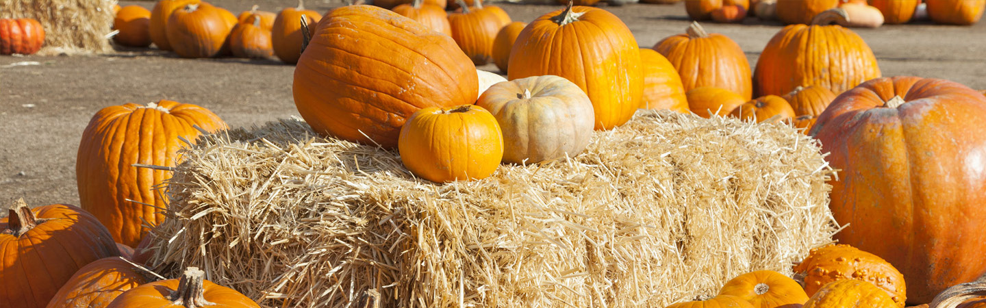 Pumpkins at Fall City Farms