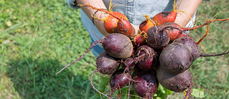 Produce at Fall City Farms