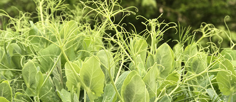 Produce at Fall City Farms