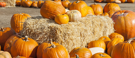 Pumpkins at Fall City Farms